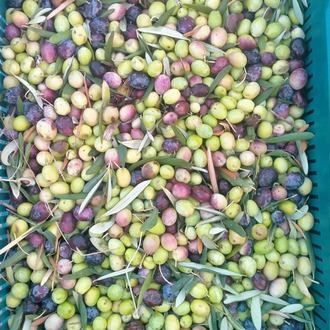 5LT Teneke Naturel Birinci Zeytinyağı (Salçalı, Yemekler, Tatlılar ve Kızartmalar İçin)