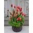 Vip Orange Tulip