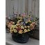 Ranunculus