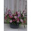 Fuchsia Tulip