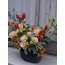 Organge Tulip