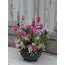 Pink Tulip