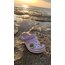 Kaplumbağa crocs tokası