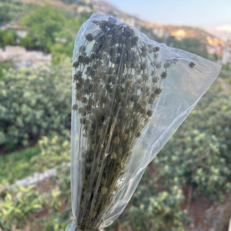 Yayla adaçayı 