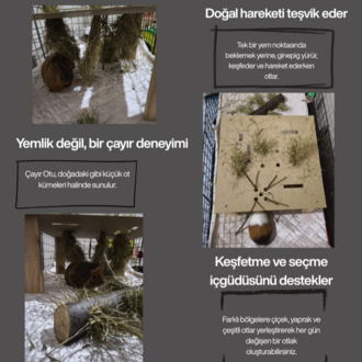 GinepigPaşa Ginepig Otlağı + Kütük Otluk