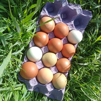 Marans Black Cooper &Varyete "karışık;