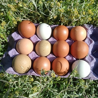 Marans Black Cooper &Varyete "karışık;