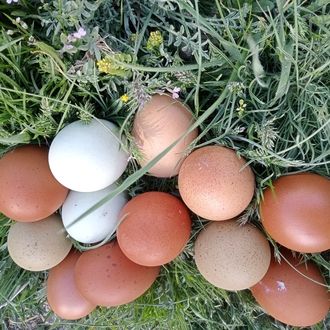 Marans Black Cooper &Varyete "karışık;