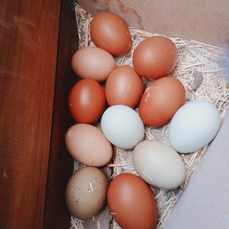 Marans Black Cooper &Varyete "karışık;