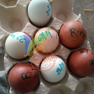 Marans Black Cooper