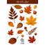 Sonbahar Neşesi - Sticker - 