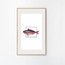 Fishpink (30x50cm)