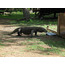 Komodo Ejderi