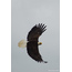 Kel Kartal
