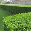 Kurtbağrı (ligustrum) Fidanı