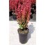 3 Yaş Roket Berberis
