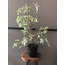 BENJAMİN BİTKİSİ (Ficus Benjamina)