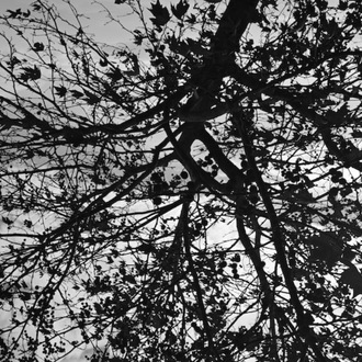 The Shadow of Tree