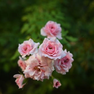 Roses
