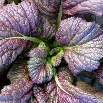 Japanese Giant Red Hardalotu Fidesi 3 Adet