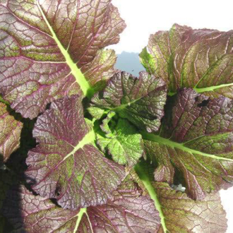 Japanese Giant Red Hardalotu Fidesi 3 Adet