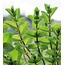 Nane (Aromatik) Fidesi (Mentha piperita) 3 Adet
