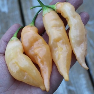 Sugar Rush Peach Acı Biber Fidesi 3 Adet