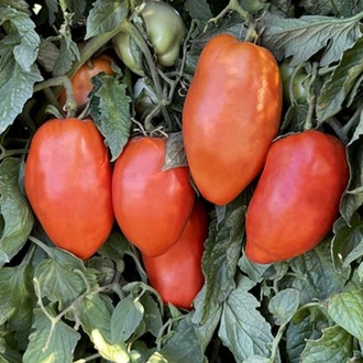 San Marzano Redorta Domates Fidesi 3 Adet