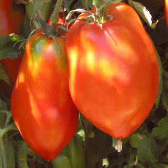 San Marzano Redorta Domates Fidesi 3 Adet