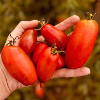 San Marzano Redorta Domates Fidesi 3 Adet