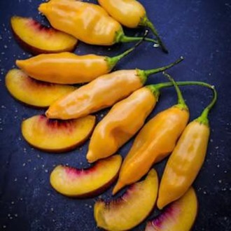Sugar Rush Peach Acı Biber Fidesi 3 Adet