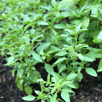 Lime Fesleğen Fidesi 3 Adet