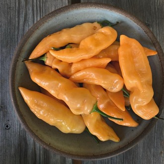 Sugar Rush Peach Acı Biber Fidesi 3 Adet