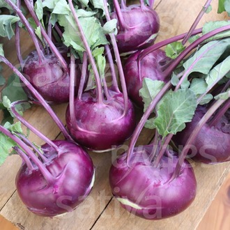 Selection Violet Alabaş Fidesi 3 Adet