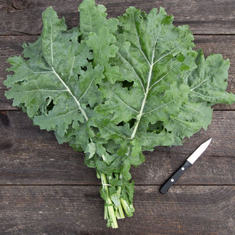 White Russian Kale Fidesi 3 Adet