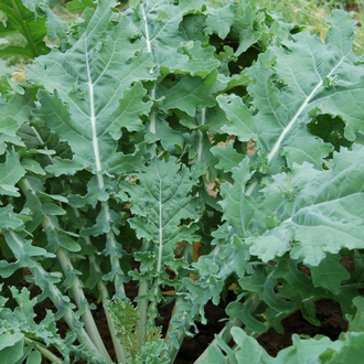 White Russian Kale Fidesi 3 Adet