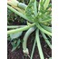 Alberello di Sarzana Kabak Fidesi 3 Adet