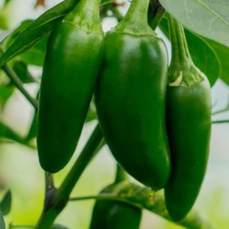 Jalapeno M Biber Fidesi 3 Adet
