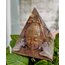 Dharma Pyramid