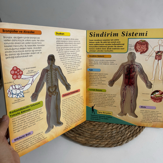 3 boyutlu İnsan Vücudu Atlası
