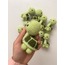 TOSBİK ANAHTARLIK