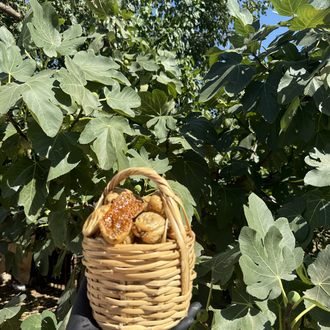 6 kg Büyük Çatlak Dağ İnciri 