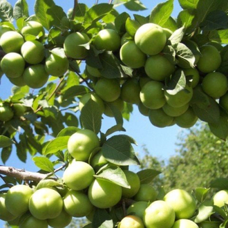 1 kg papaz eriği