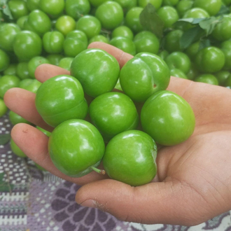 1 kg papaz eriği