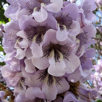 60 Adet-Paulownia tomentosa tohumu (Beyaz), Dünyanın en hızlı büyüyen ağacı, tez ağaç