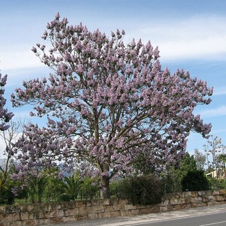 60 Adet-Paulownia tomentosa tohumu (Beyaz), Dünyanın en hızlı büyüyen ağacı, tez ağaç
