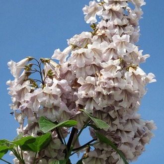 60 Adet-Paulownia tomentosa tohumu (Beyaz), Dünyanın en hızlı büyüyen ağacı, tez ağaç