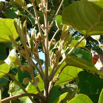 60 Adet-Paulownia tomentosa tohumu (Beyaz), Dünyanın en hızlı büyüyen ağacı, tez ağaç