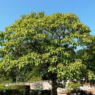60 Adet-Paulownia tomentosa tohumu (Beyaz), Dünyanın en hızlı büyüyen ağacı, tez ağaç