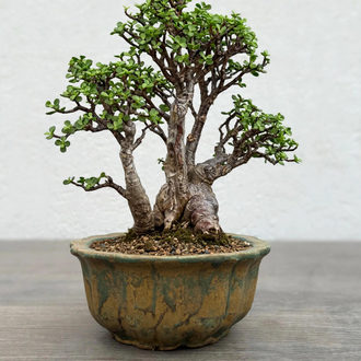 Stoneware Sırlı Seramik Bonsai Saksısı 18 cm